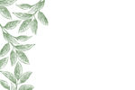 茶叶矢量图