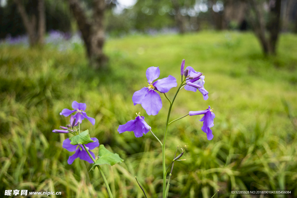 鸢尾蝶 紫色花  绿茵 朝阳