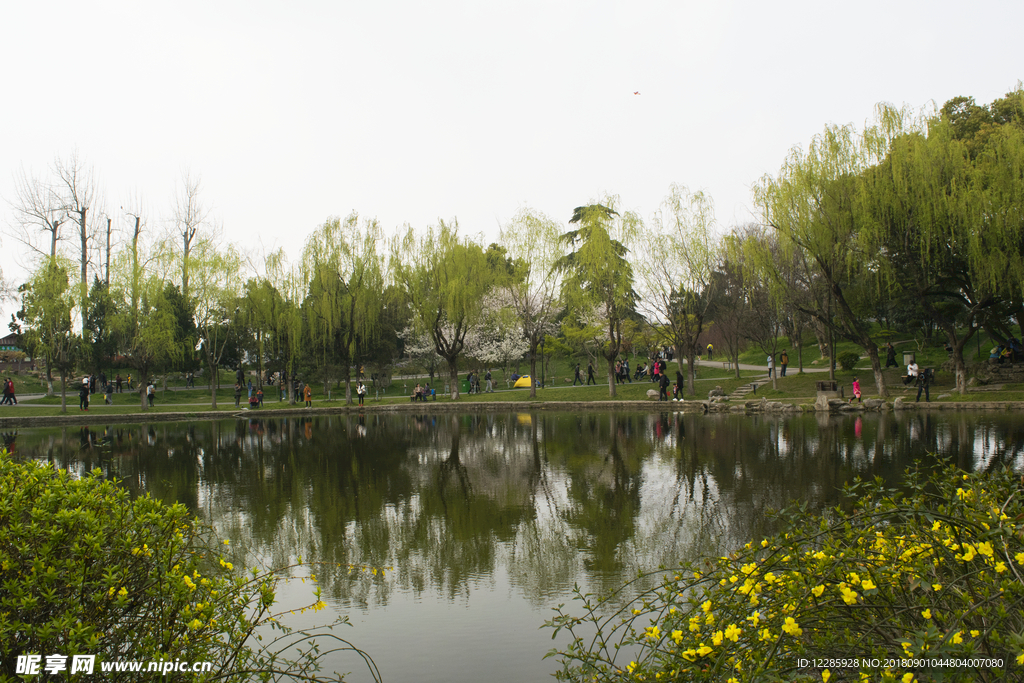 迎春花 繁花似锦