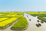 油菜花