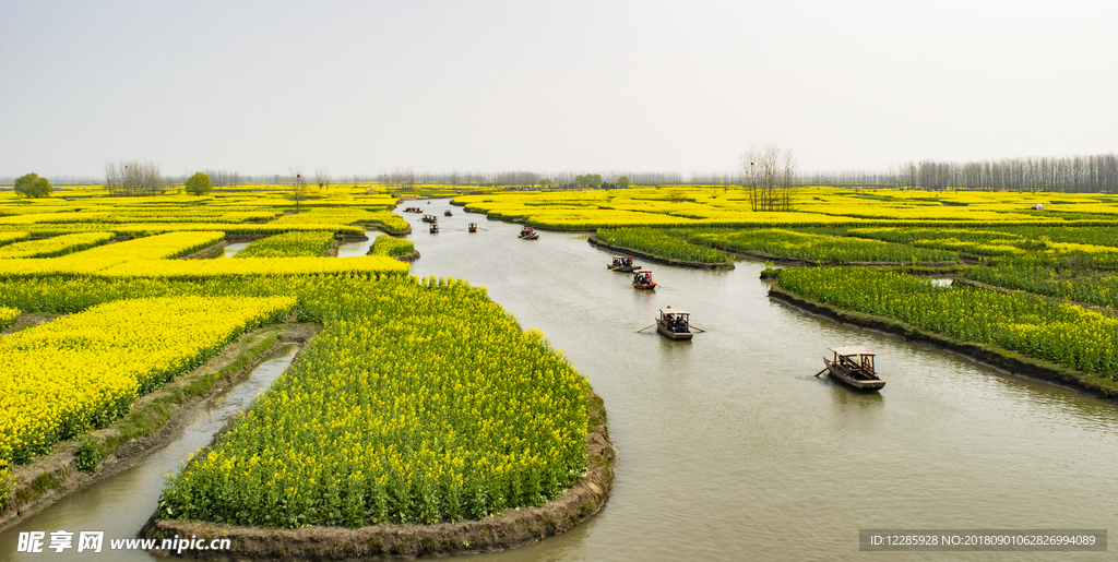 油菜花 花海 蜜蜂