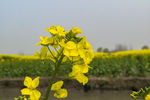 油菜花 花海 游人如织 蜜蜂