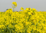 油菜花 花海 蜜蜂