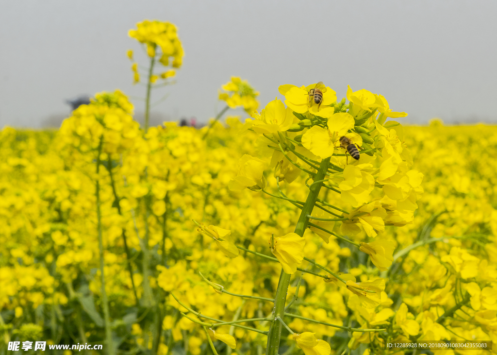 油菜花 花海 蜜蜂