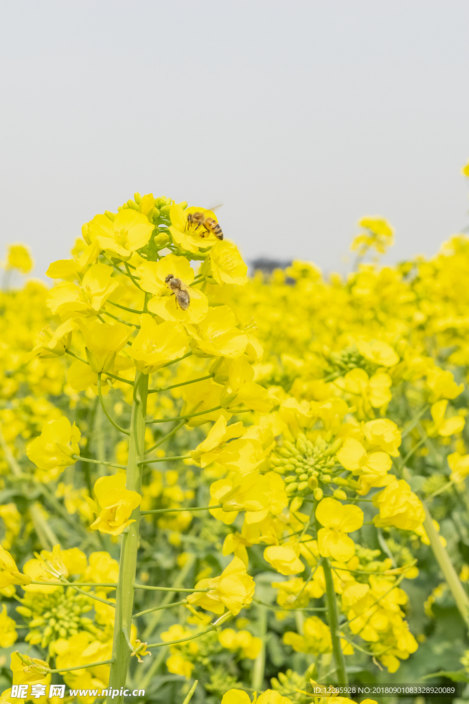 油菜花 日系 淡雅 花海