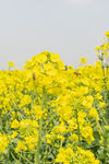 油菜花 日系 淡雅 花海