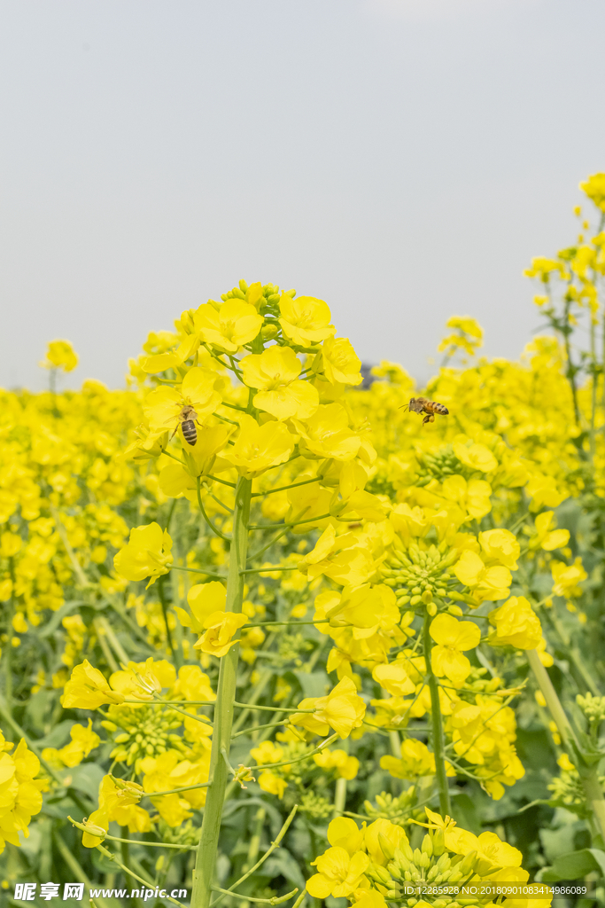 油菜花 日系 淡雅 花海