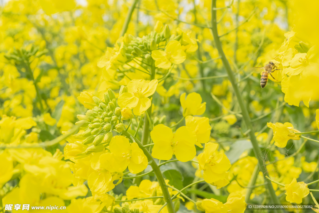 油菜花 日系 淡雅 花海