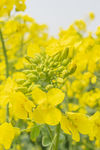 油菜花 蜜蜂采蜜 日系 淡雅