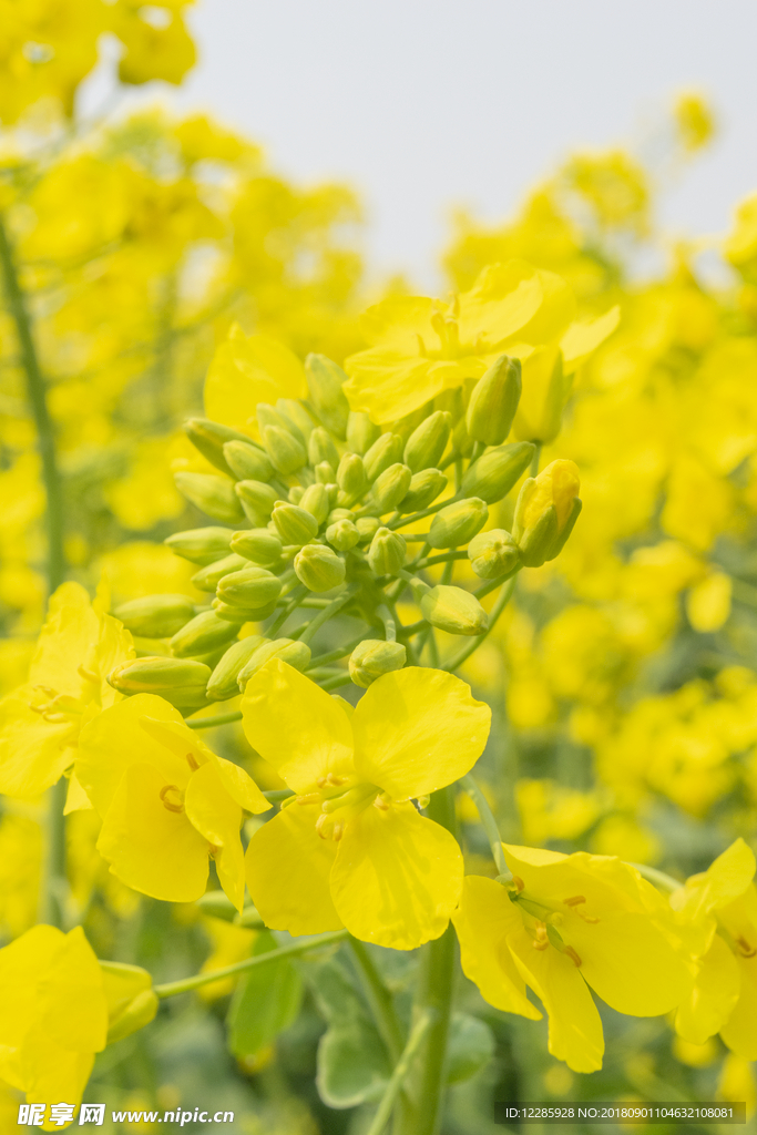 油菜花 蜜蜂采蜜 日系 淡雅