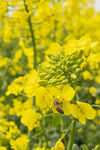 油菜花 花海 蜜蜂 采蜜 兴化