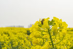 油菜花 花海 蜜蜂 采蜜 兴化