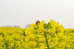 油菜花 花海 蜜蜂 采蜜 兴化