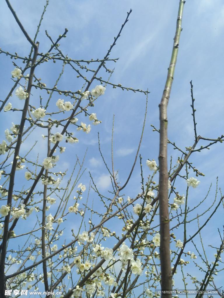 花开