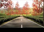 禾本景观92-茶园道路效果
