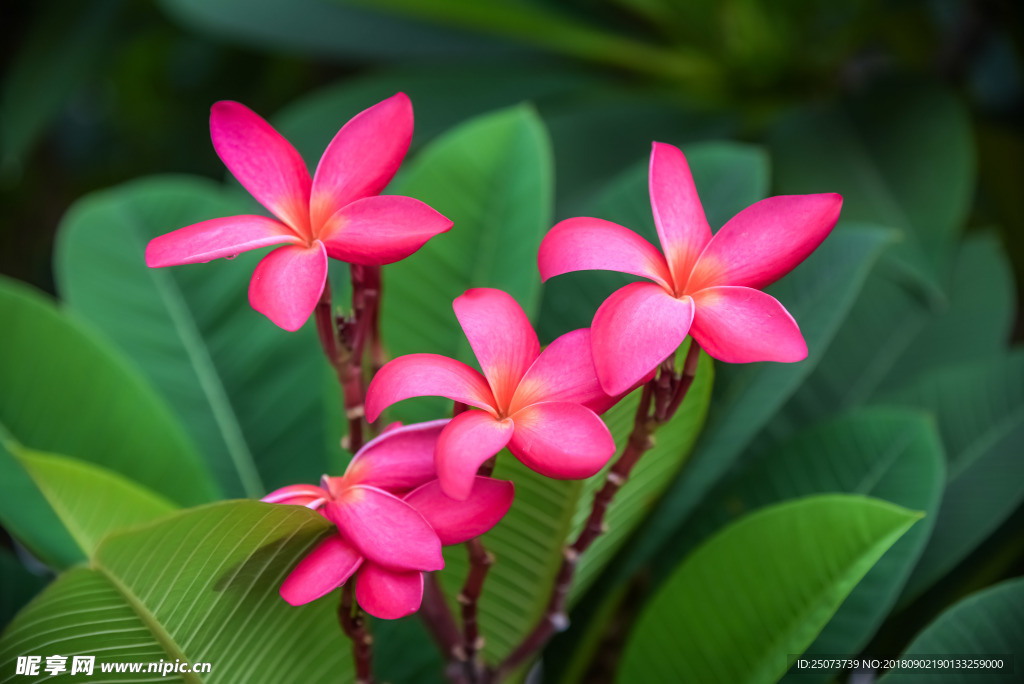 红鸡蛋花