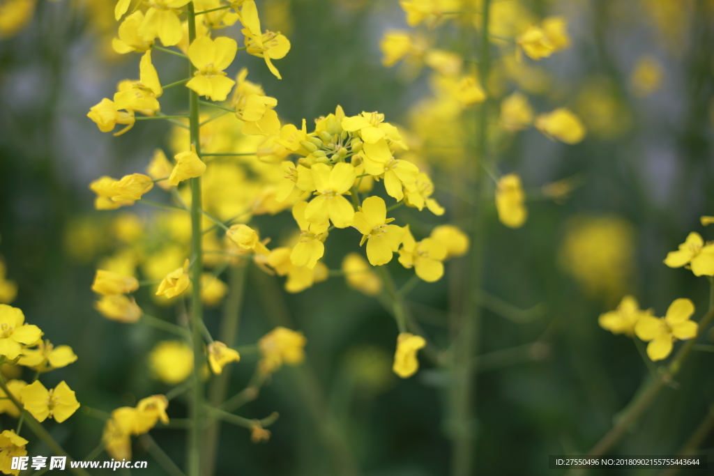 油菜花