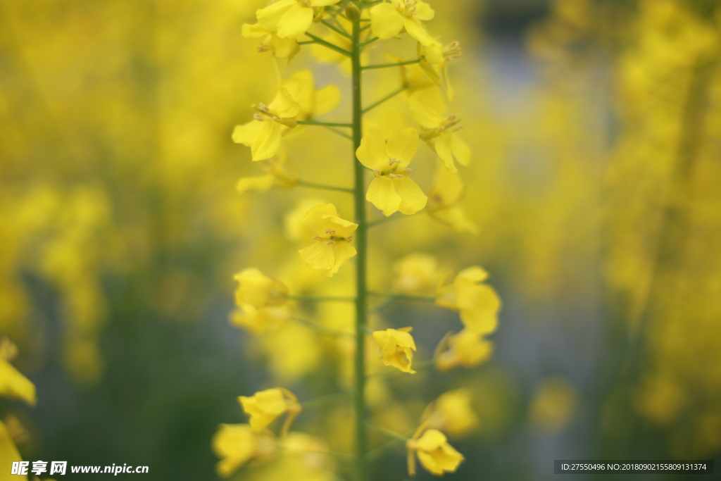 油菜花