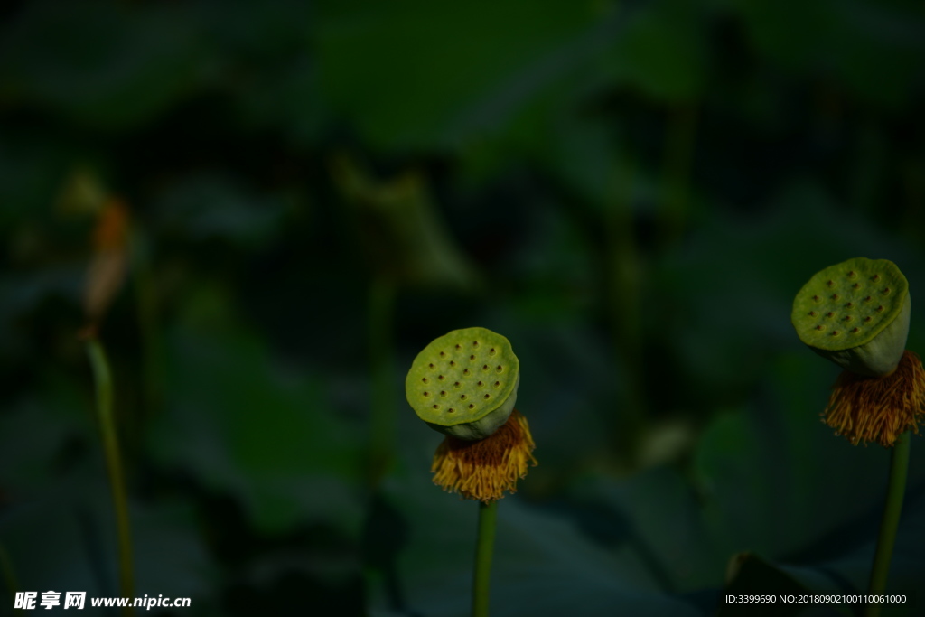 荷花