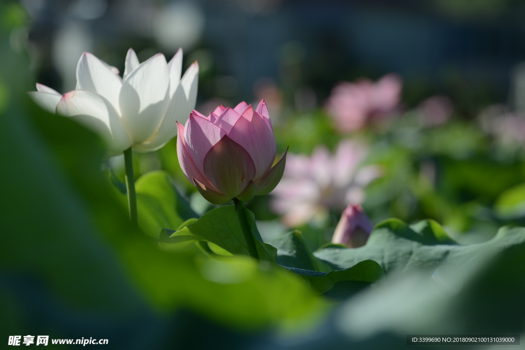 荷花