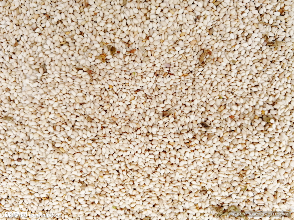 芝麻 芝麻丰收 芝麻粒 饱满