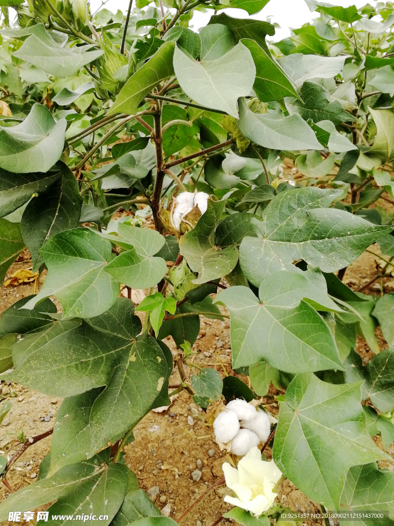 棉花叶 棉花 棉花地