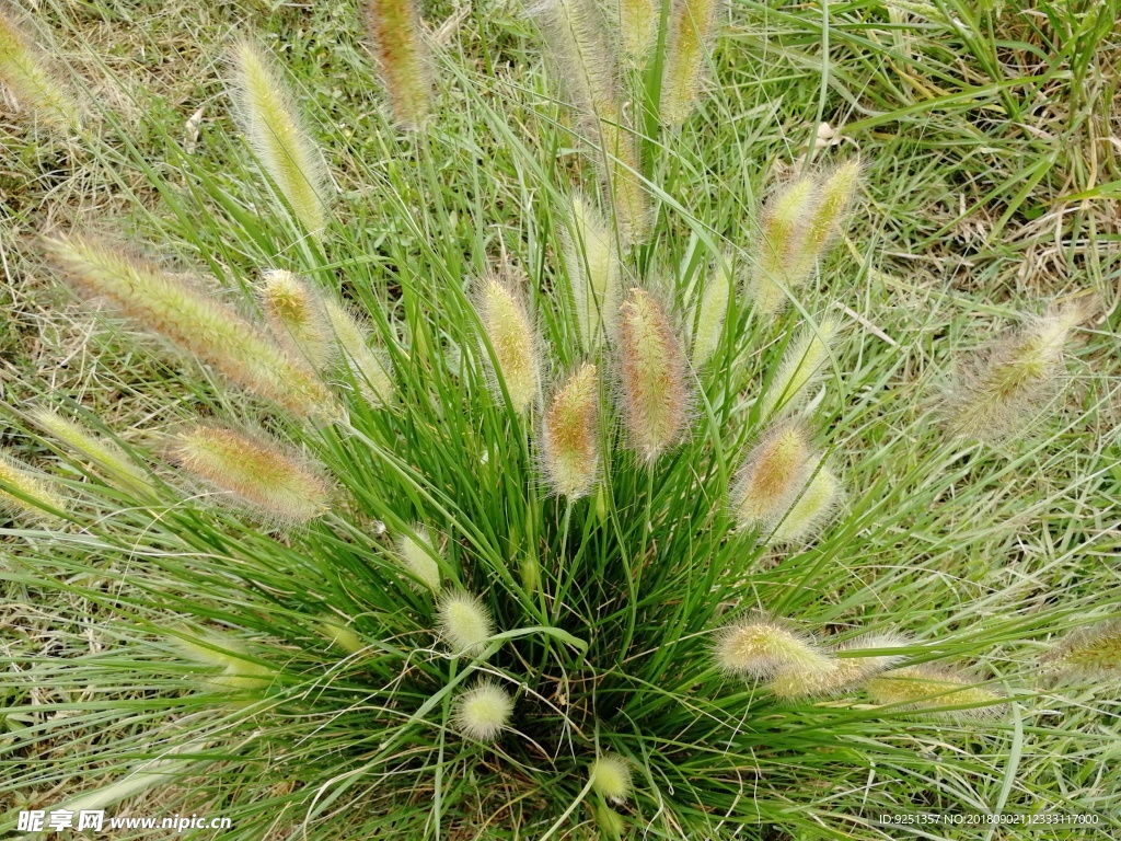 毛草 小草 野草