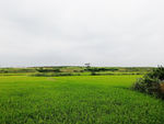 稻田  田间