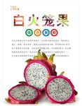 火龙果海报