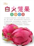 火龙果海报