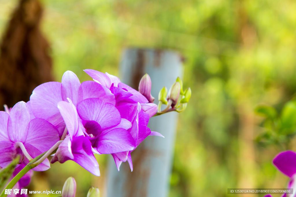蝴蝶兰紫色花朵