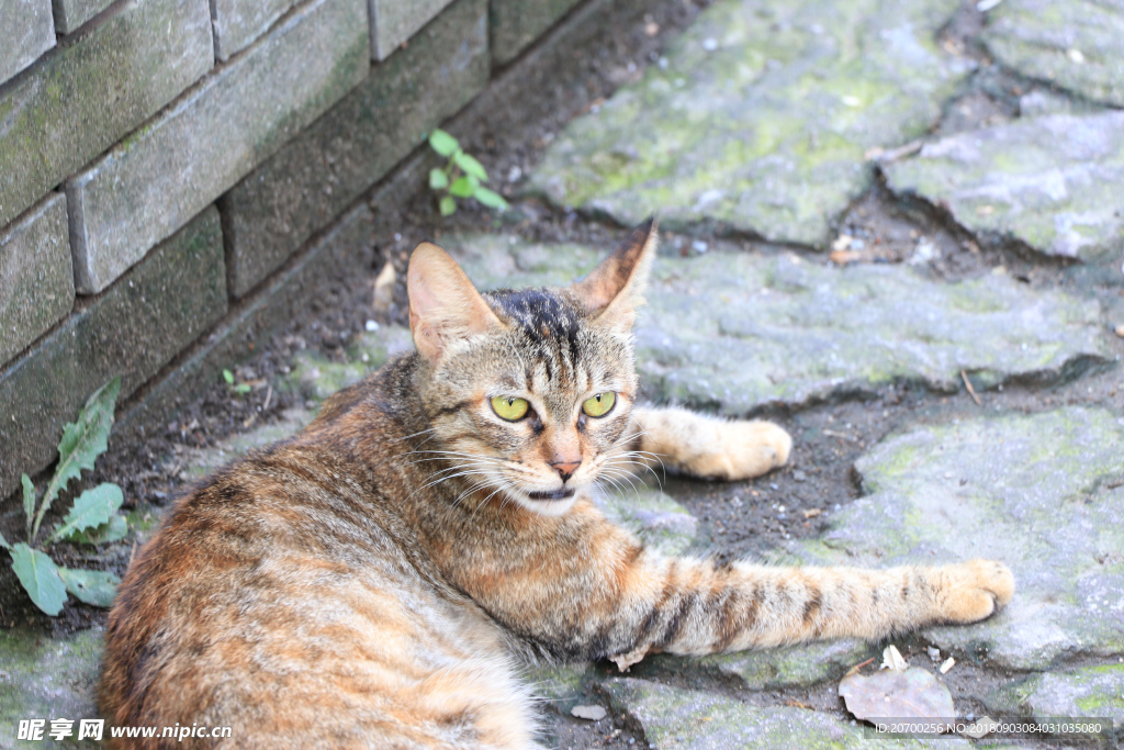 猫咪