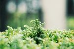 植物