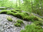 苔藓