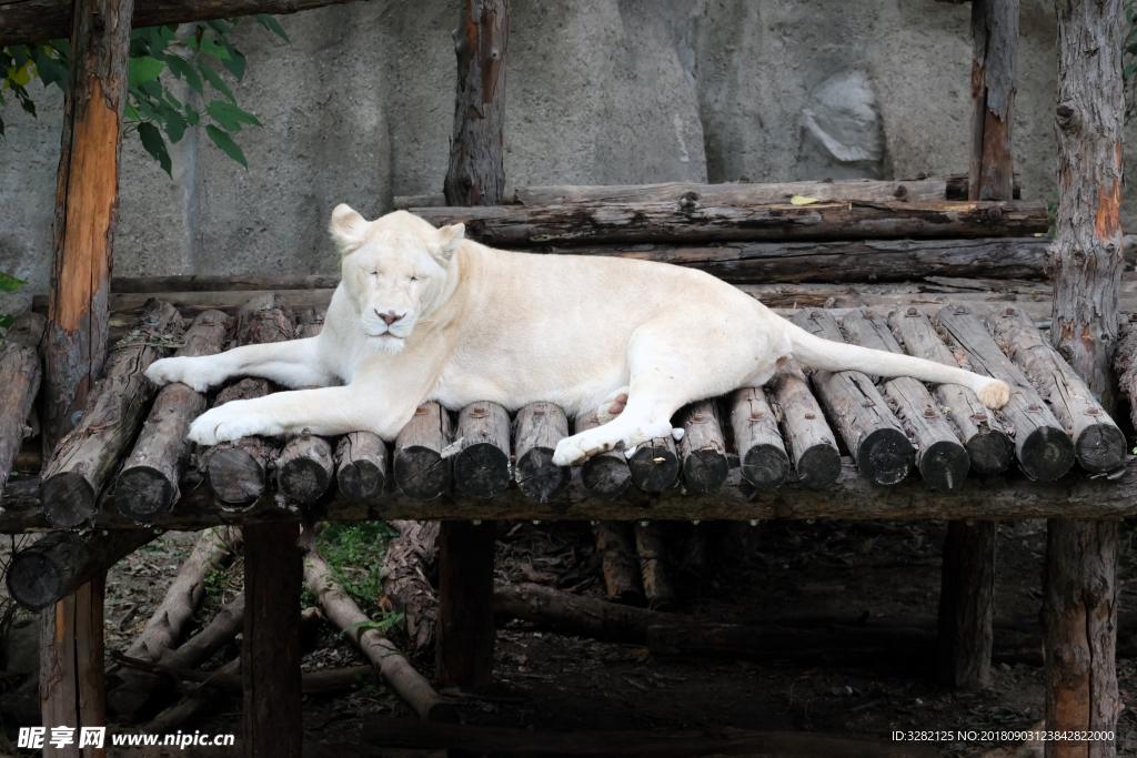 动物园白狮子