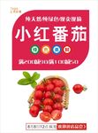 小红番茄海报