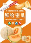 哈密瓜海报