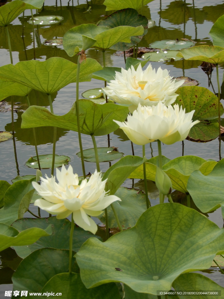 荷花