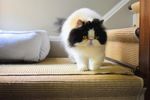 宠物猫