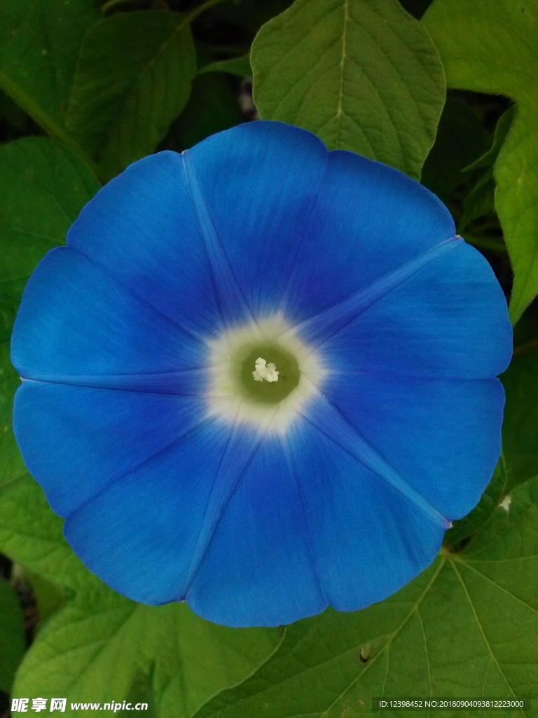 牵牛花