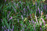 紫色花丛