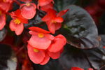 红色海棠