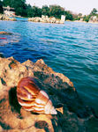 海螺