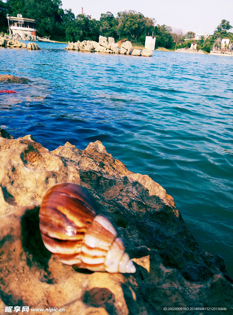 海螺