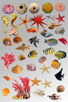 海洋生物