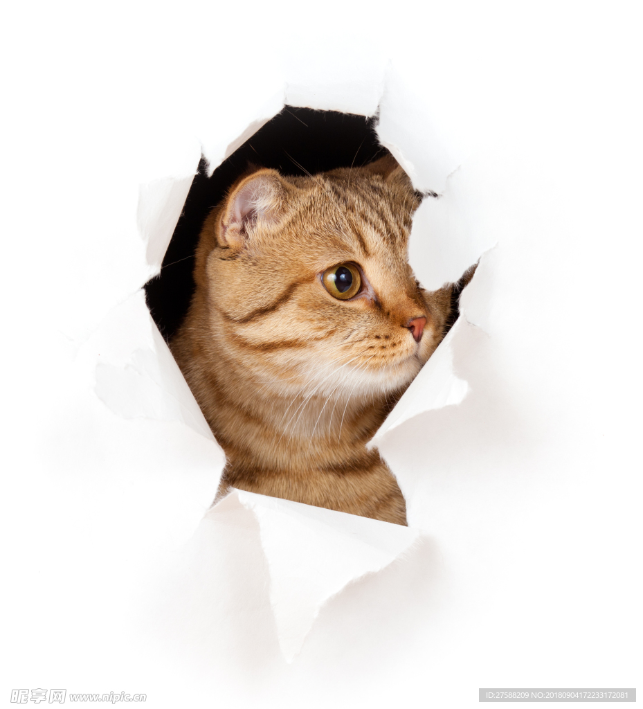 小猫偷偷往破洞外看图片·