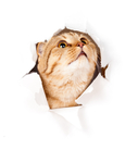 猫从破洞往上看图片