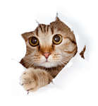 小猫可怜地从破洞往外看图片