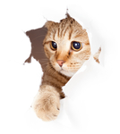 把白纸撕出破洞的猫图片