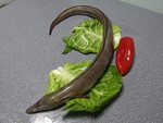海鳗